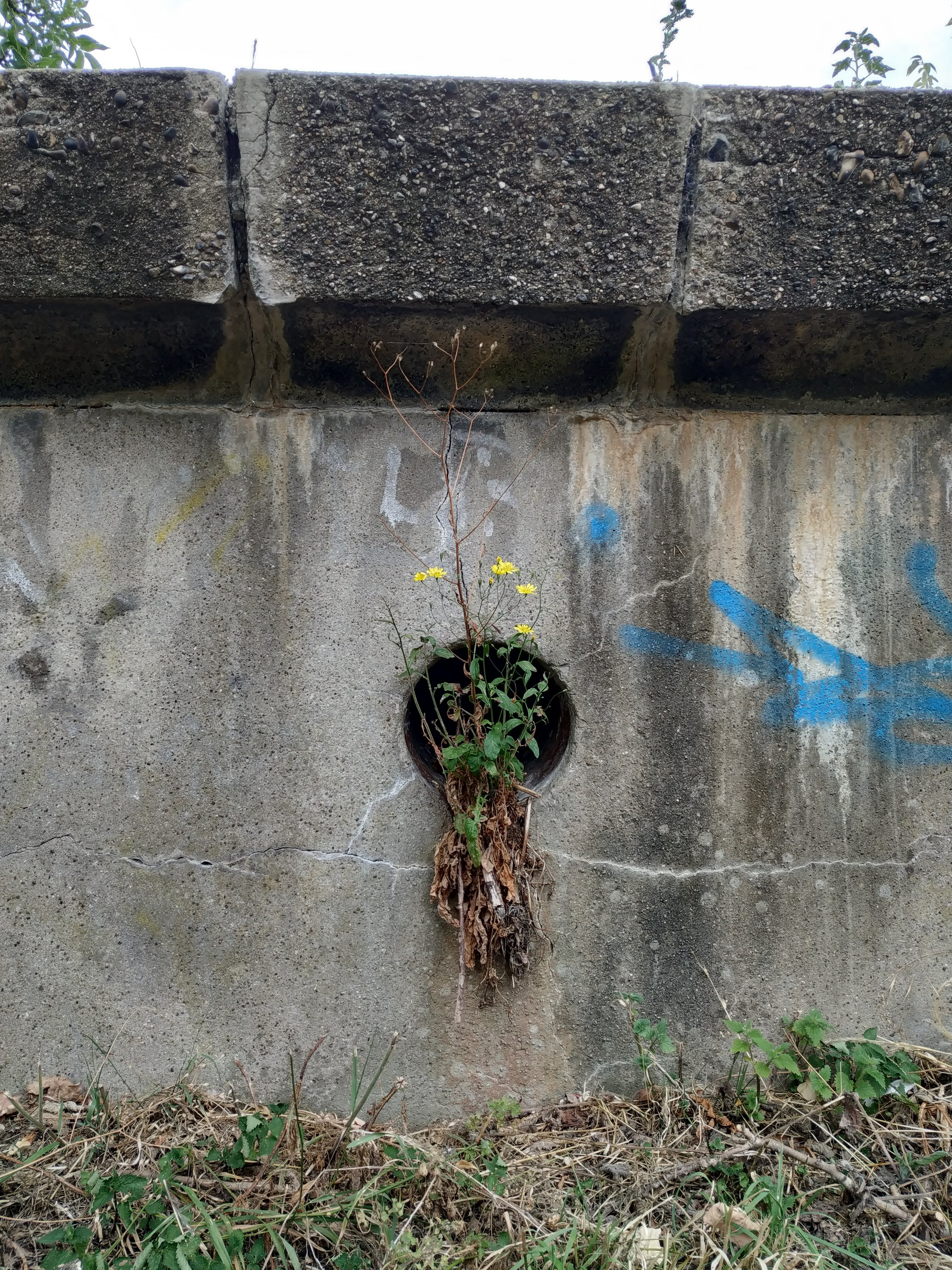 Heritage remains in Markfield Park
